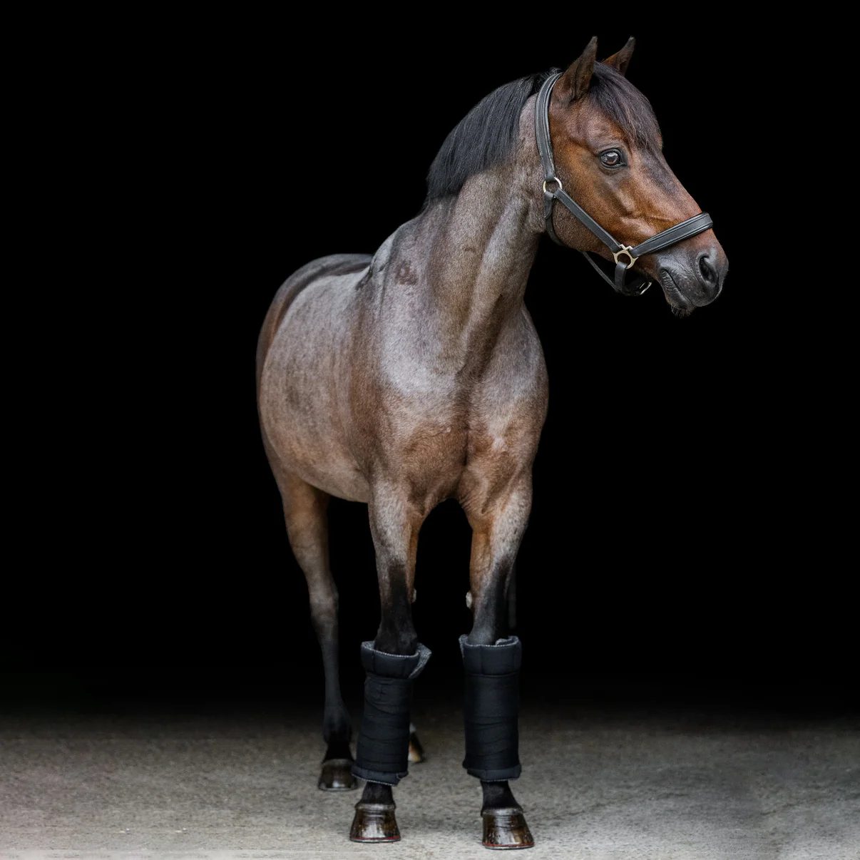 Incrediwear-Equine-Circulation-Standing_Wraps_6 Incrediwear-Equine-Circulation-Standing_Wraps_6